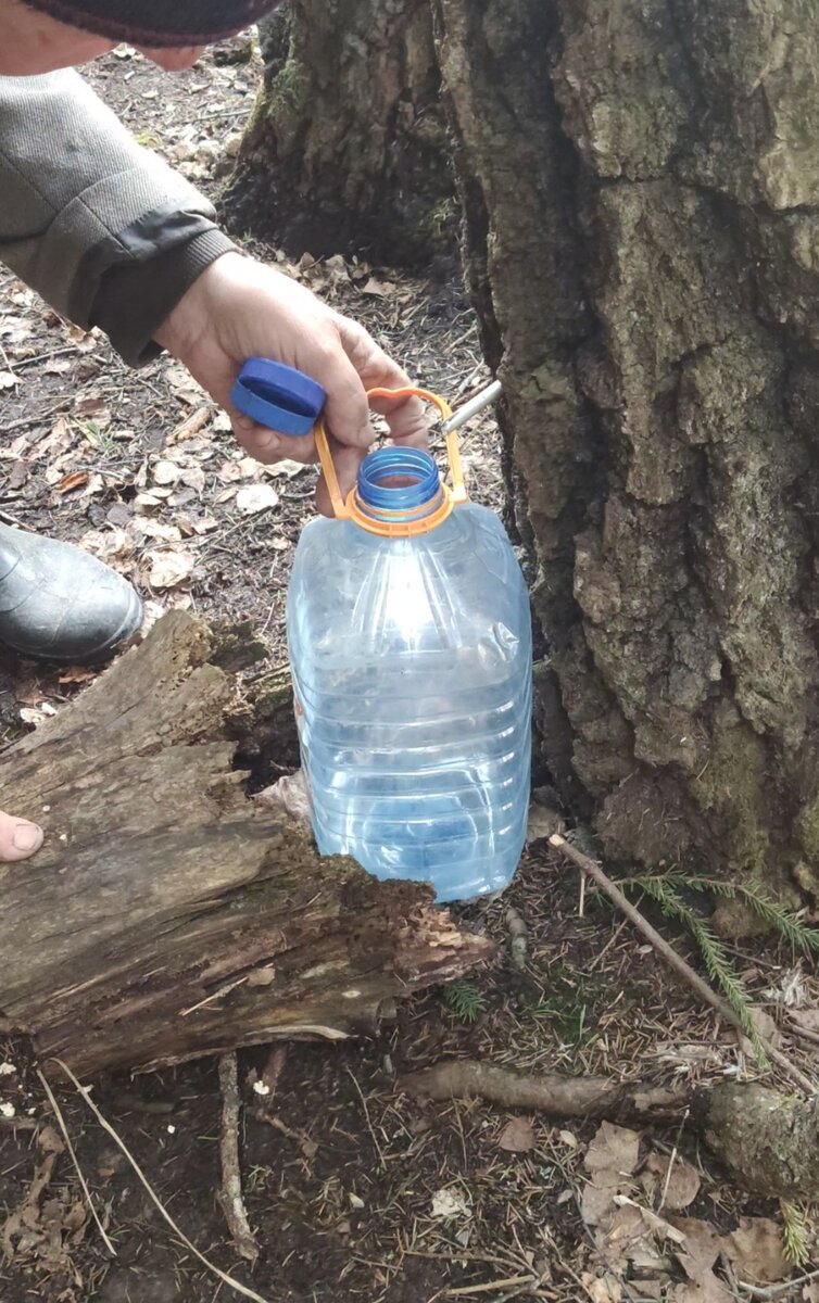 Через алюминиевую трубку сок капает в бутылку. Можно использовать и современные капельницы, но мы пользуемся раритетом от дяди Миши. 
