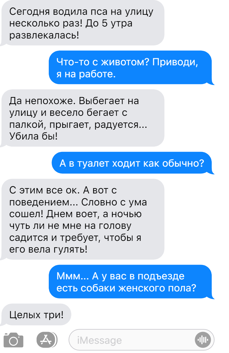 Записки ветеринара. Смешные переписки о питомцах с неожиданной развязкой. |  СобачьЯ жизнь | Дзен