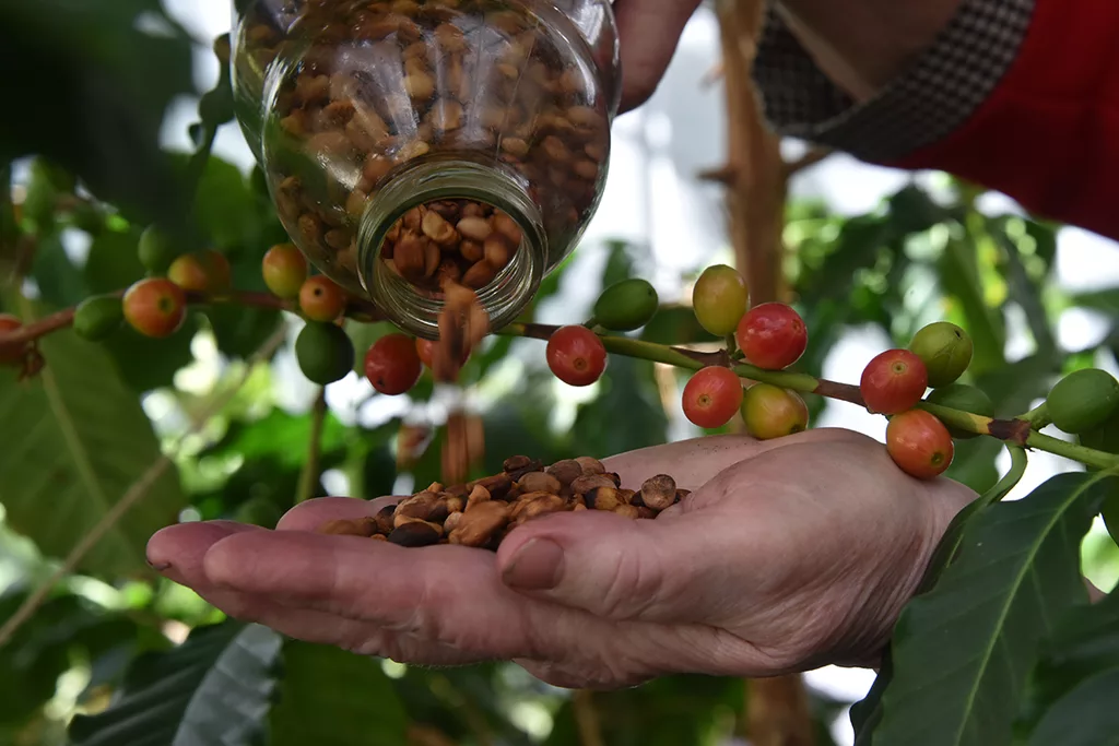 Managing the ups and downs of coffee production Crop Science Society of America