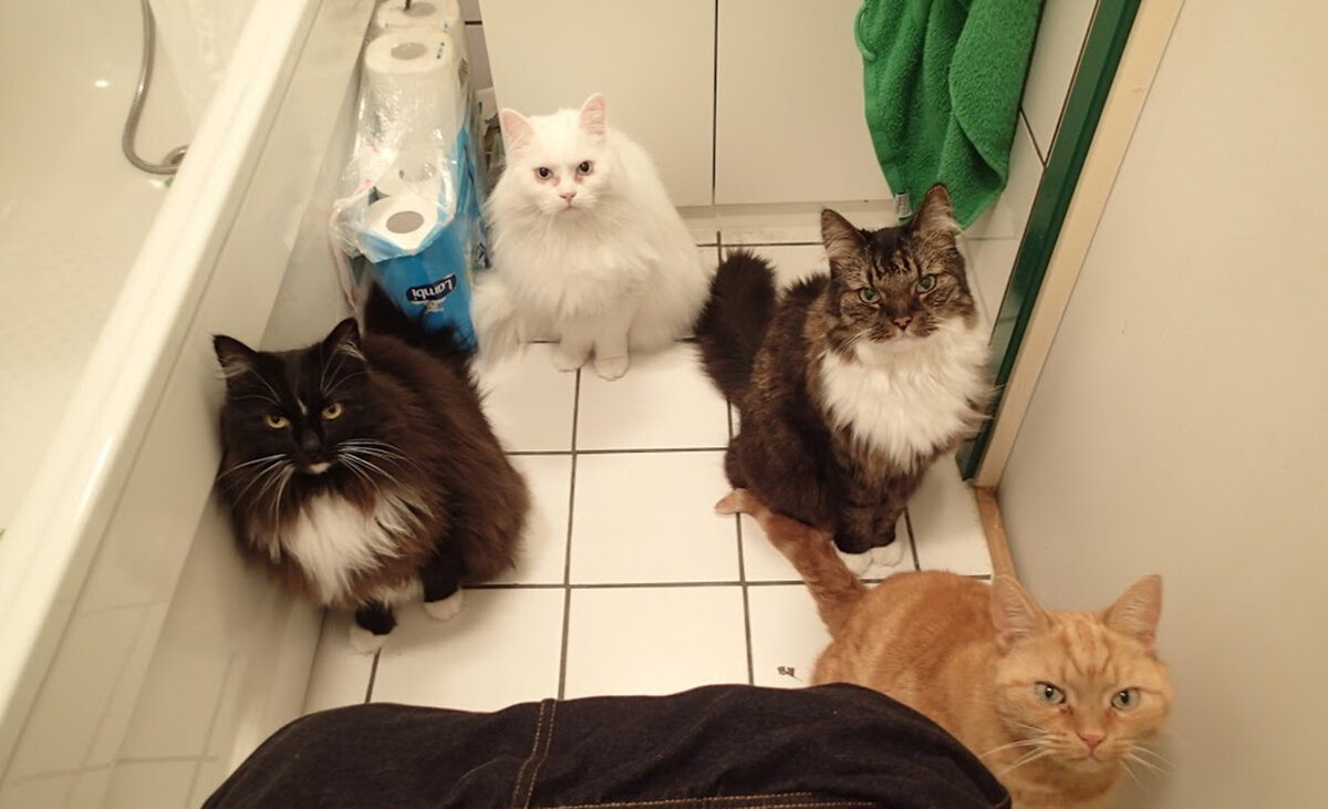 Почему кошка после туалета начинает резко носиться по квартире: правильный ответ знают не все