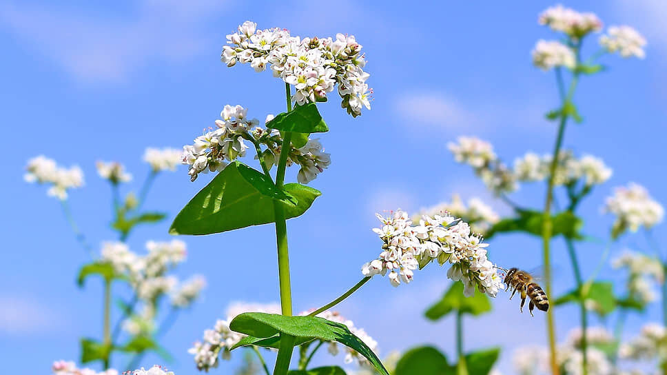 биологические особенности коз. гибридов гречихи. гречиха посевная. диагностические признаки семейства гречишные. гречиха биологические.