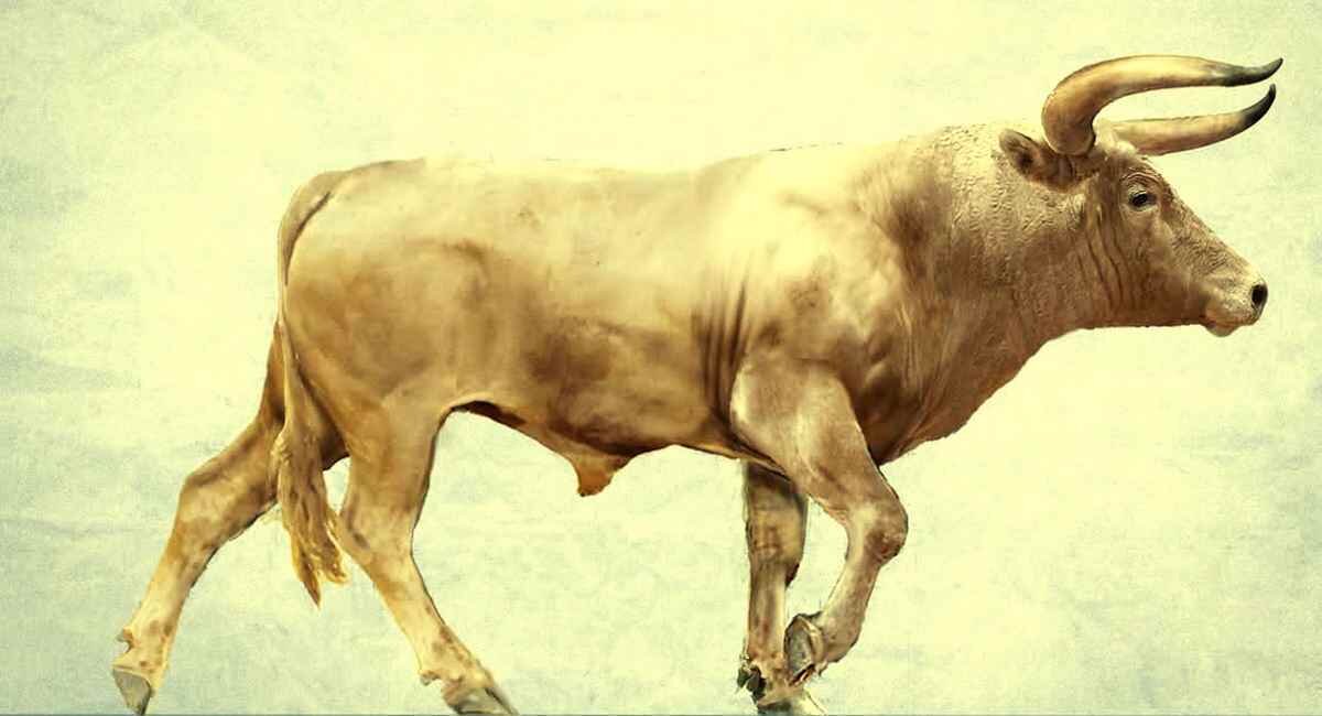 Корова в древности. Тур первобытный бык. Тур бык вымерший. Тур дикий бык вымерший. Тур дикий бык вымерший вид.