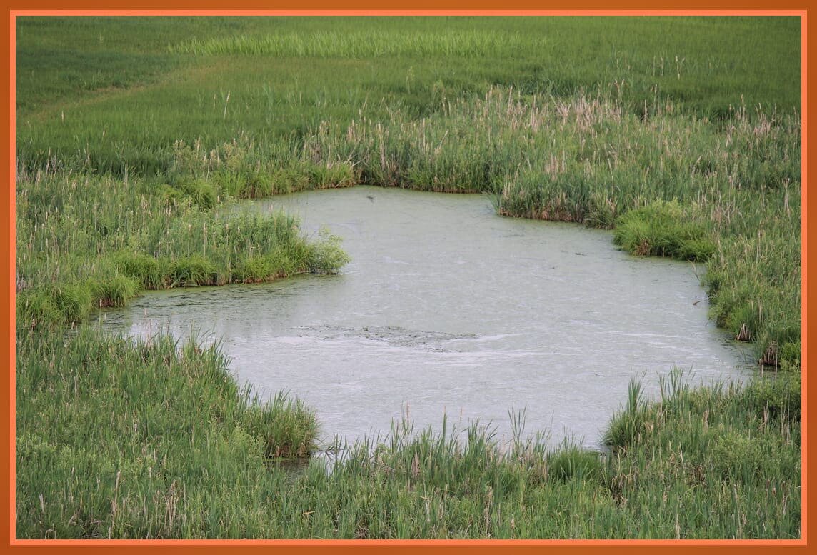 Правый пруд заказника "Ильинский луг".
