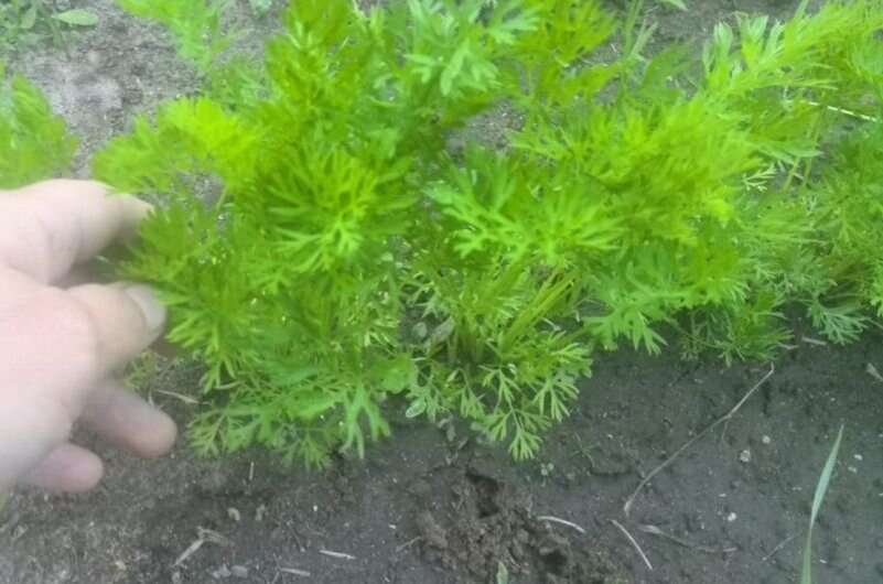 Морковь на грядке до прореживания.