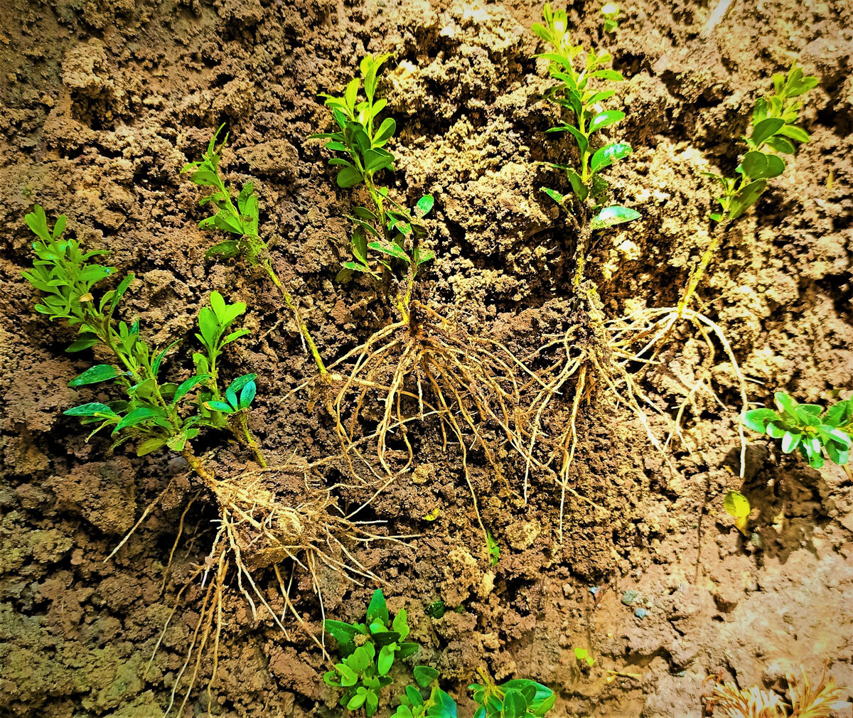  Укорененные веточки самшита - результат черенкования. Фото автора.