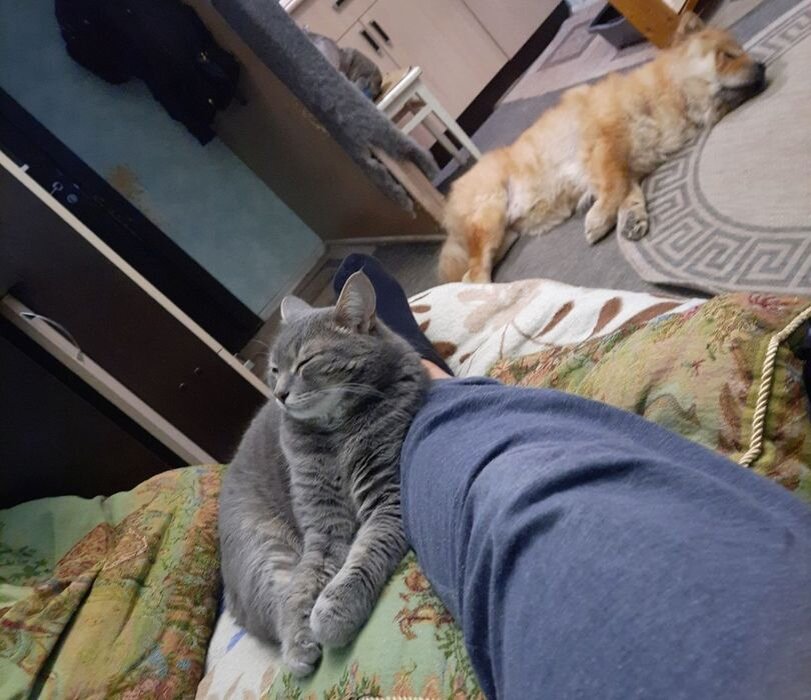 Вот он, идеальный вечер с животными))