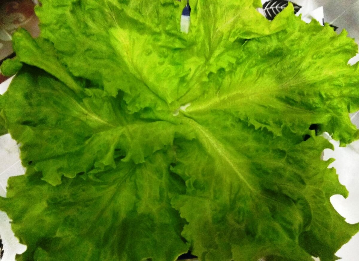 яркая зелень украсит любое блюдо