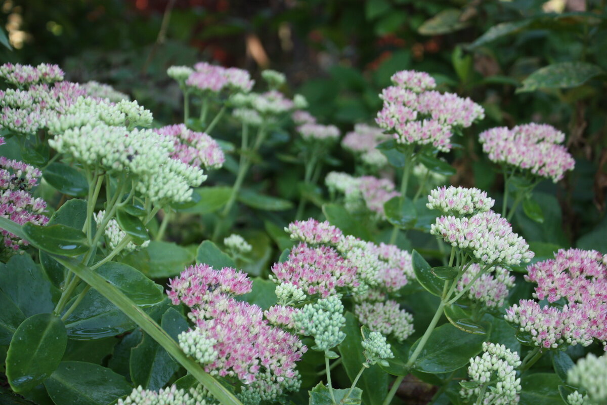 Очиток. Тоже цветет в конце августа - в сентябре... Дальше гвоздика турецкая