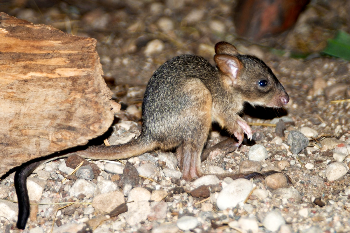 Когда кенгуру выпел зелье уменьшения:
