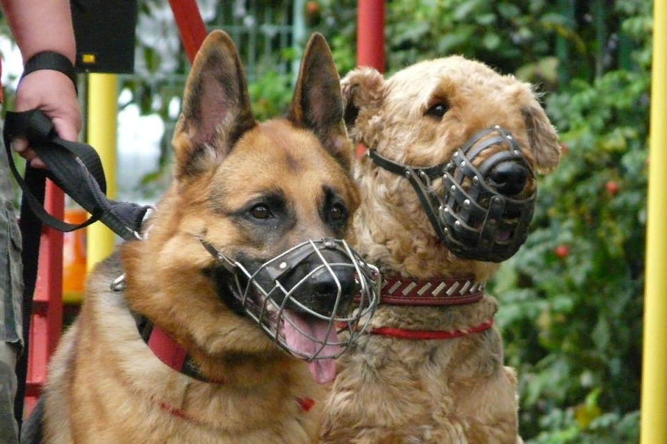 правила выгула собак. какие собаки должны выгуливаться в наморднике 2023. поводок для собак. правила содержания собак. какие собаки должны выгуливаться в наморднике 2023.