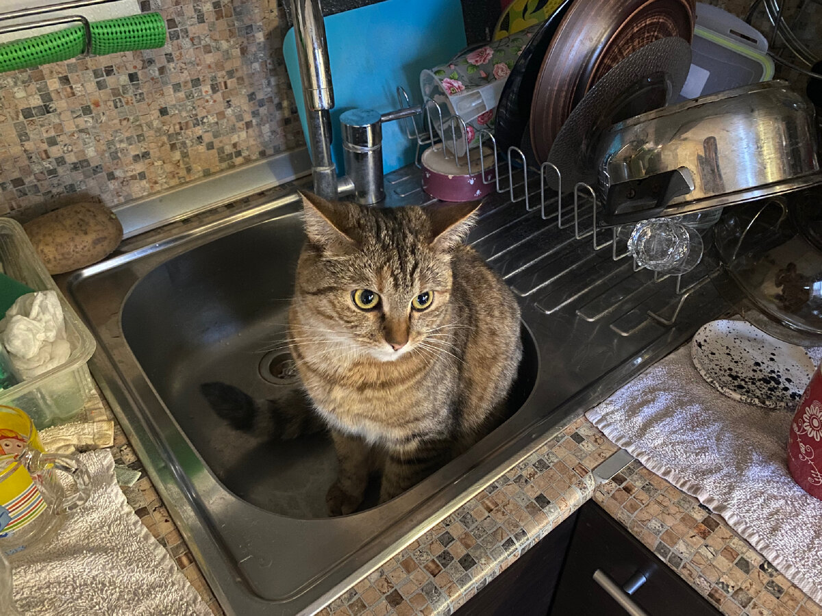 Рандомная фотка из телефона.  Кошка и картошка