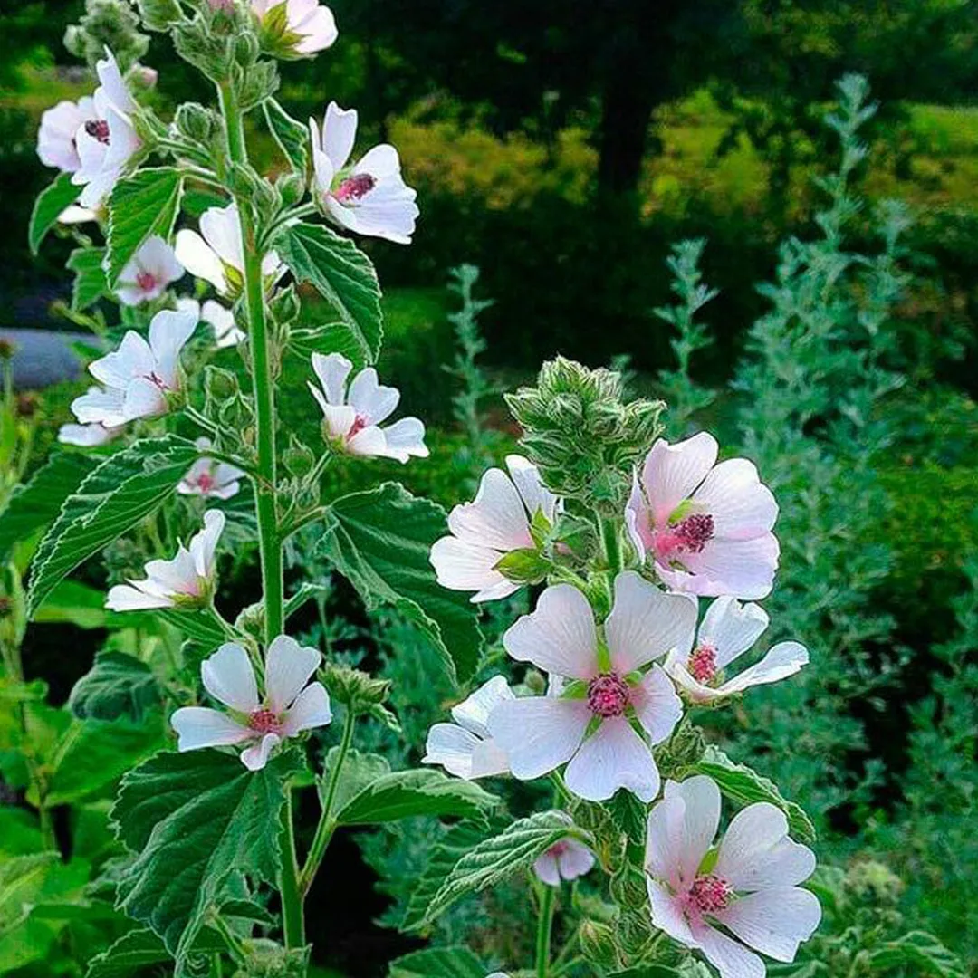 Алтей латынь. Алтей лекарственный (Althaea officinalis). Просвирник Алтей. Алтей Мальва. Дикий Алтей Мальва.