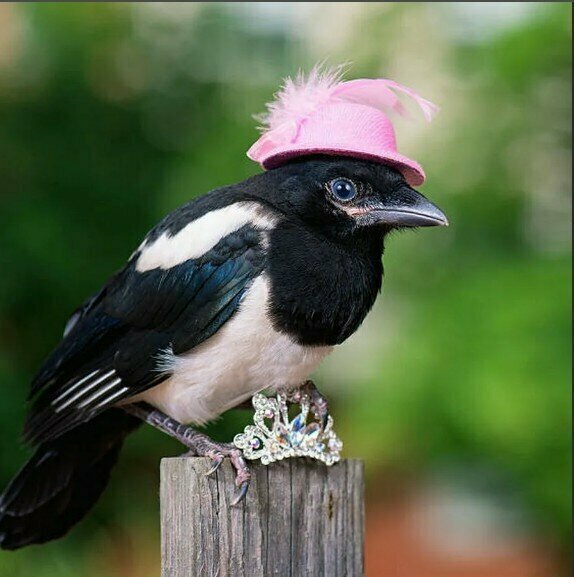 Добавьте описание