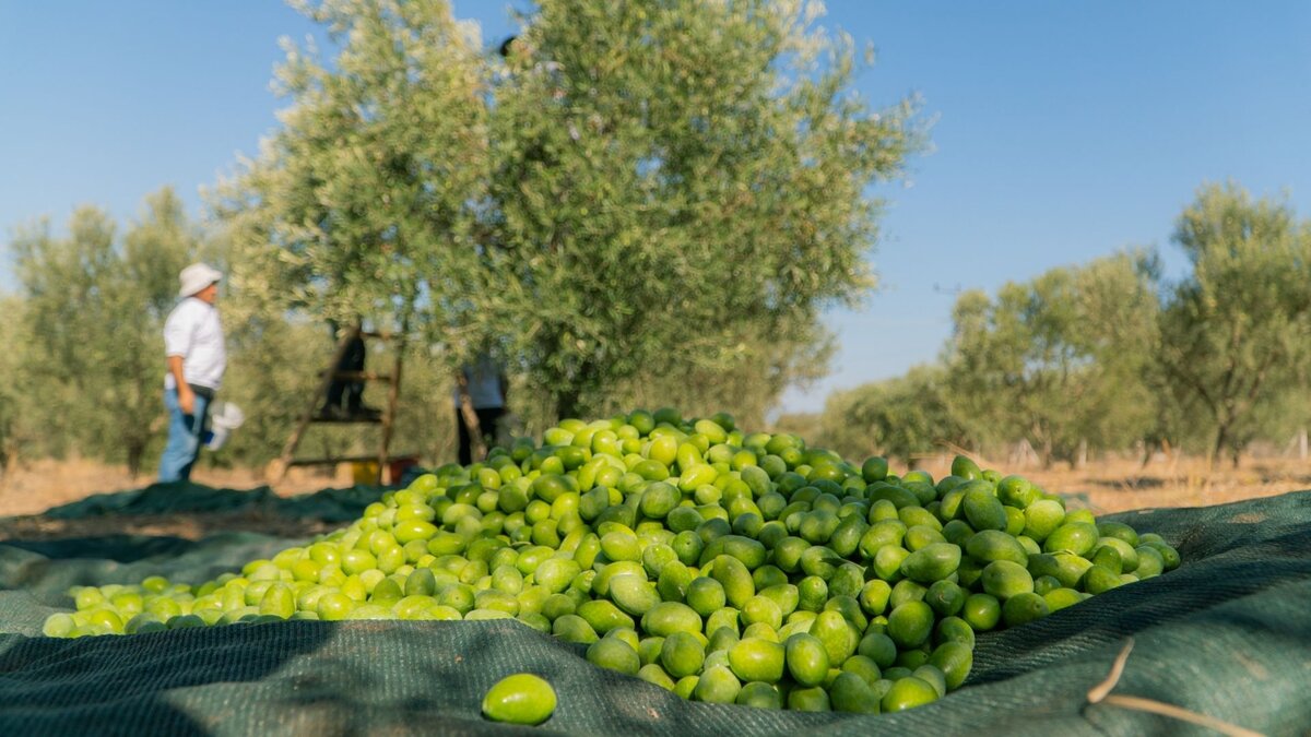 Фото en.konsepttarim.com. Пока мы путешествовали по Турции встречали вот такие картины по сбору урожая.