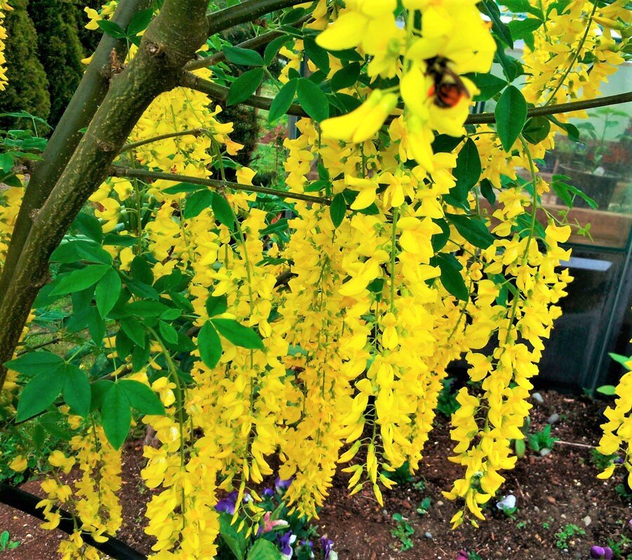 Бобовник пендула. Бобовник лабурнум. Бобовник анагиролистный. Бобовник анагировидный. Бобовник кустарник.