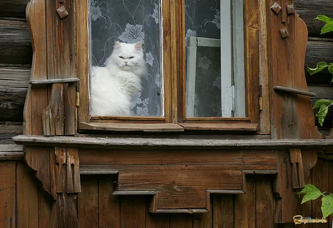 Яндекс картинки