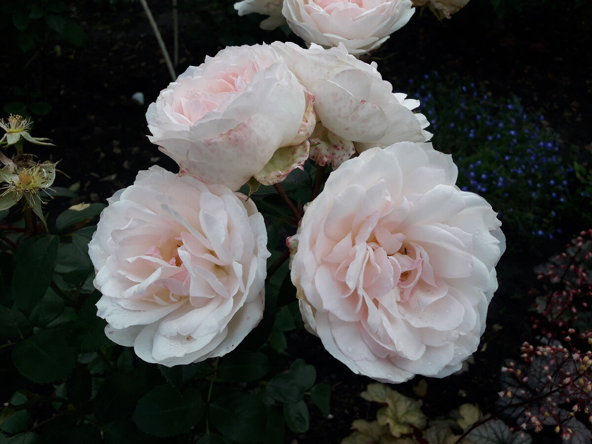 Стефани Баронин зу Харденберг