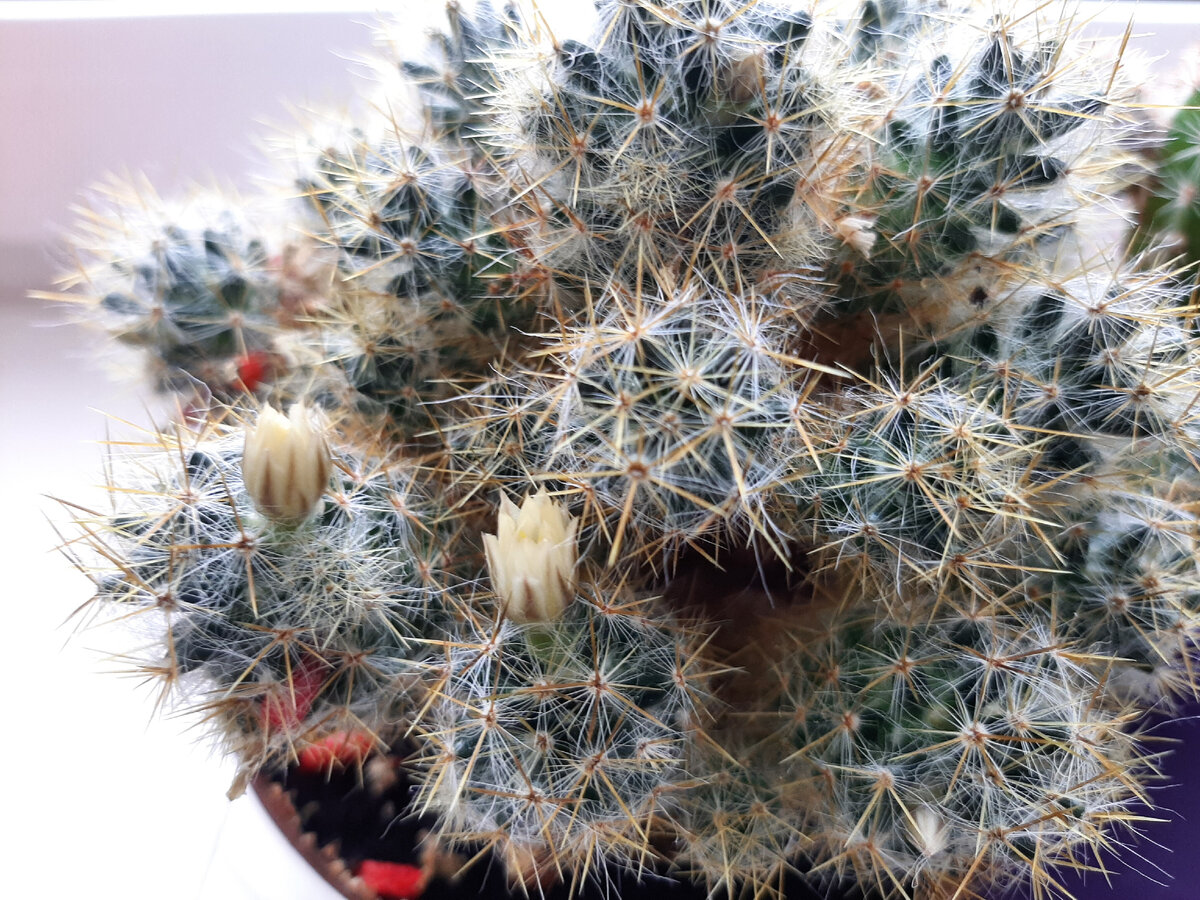 Начало цветения маммилярии. Фото автора