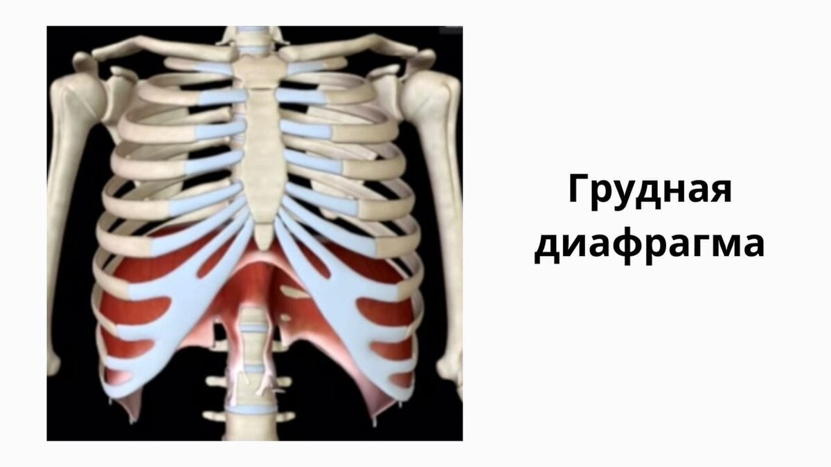 3D model diaphragm muscles 3d model, 3d anatomy, Human anatomy