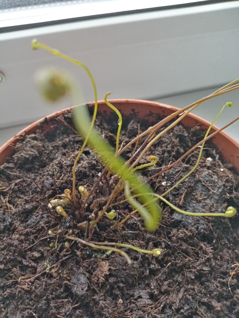 Жизнь... она всегда пробьётся... Фото автора.