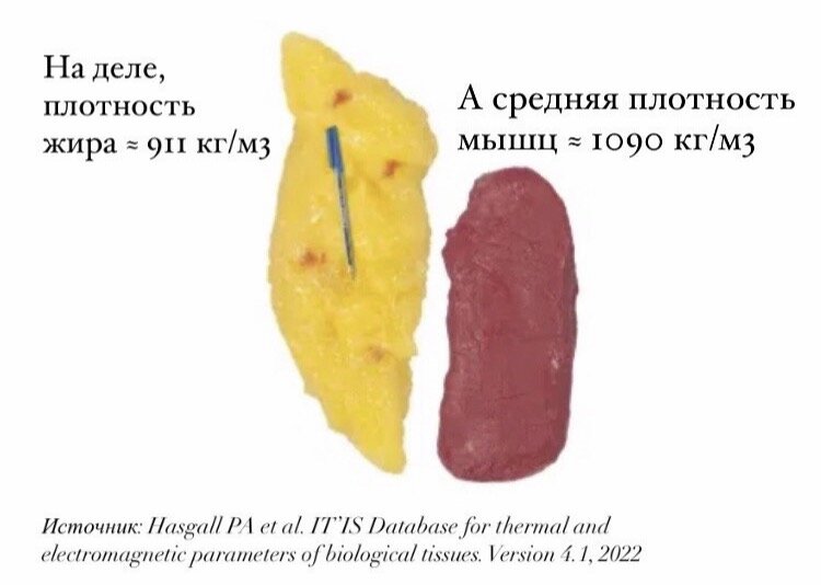 Жир или мышцы