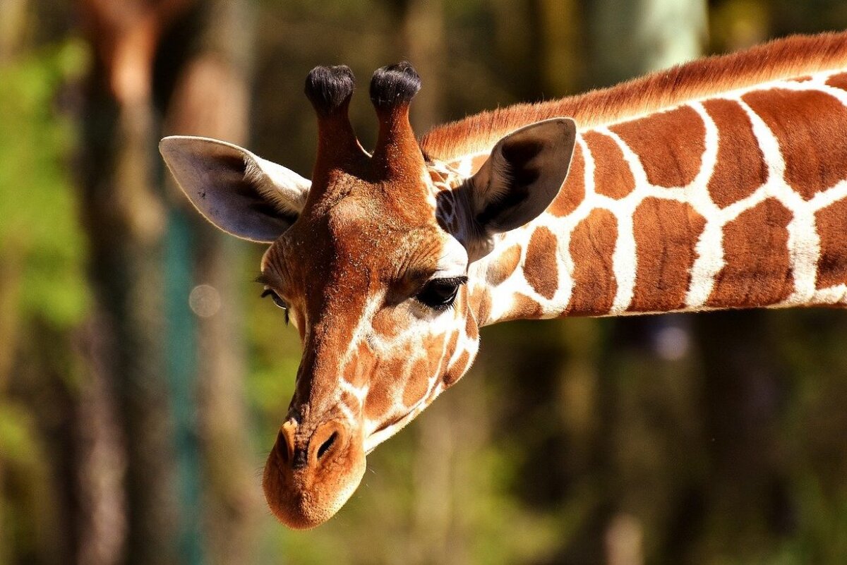 Причина, почему у жирафа язык синий