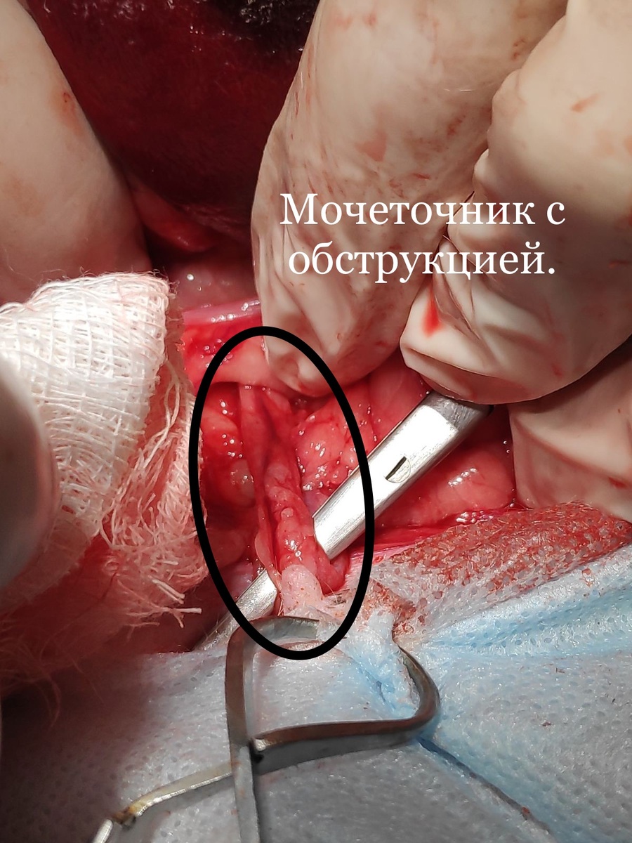 Пациент : собака, породу не помню . Примерный вес пациента 10 кг . 