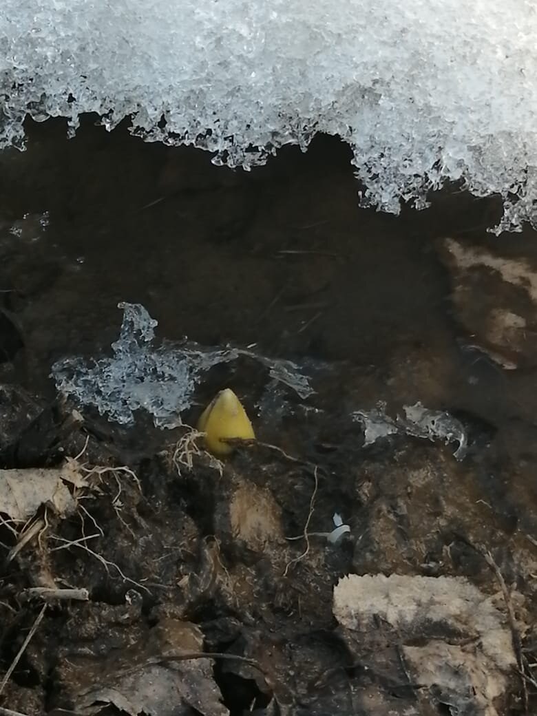 Гиацинт почувствовал весну.