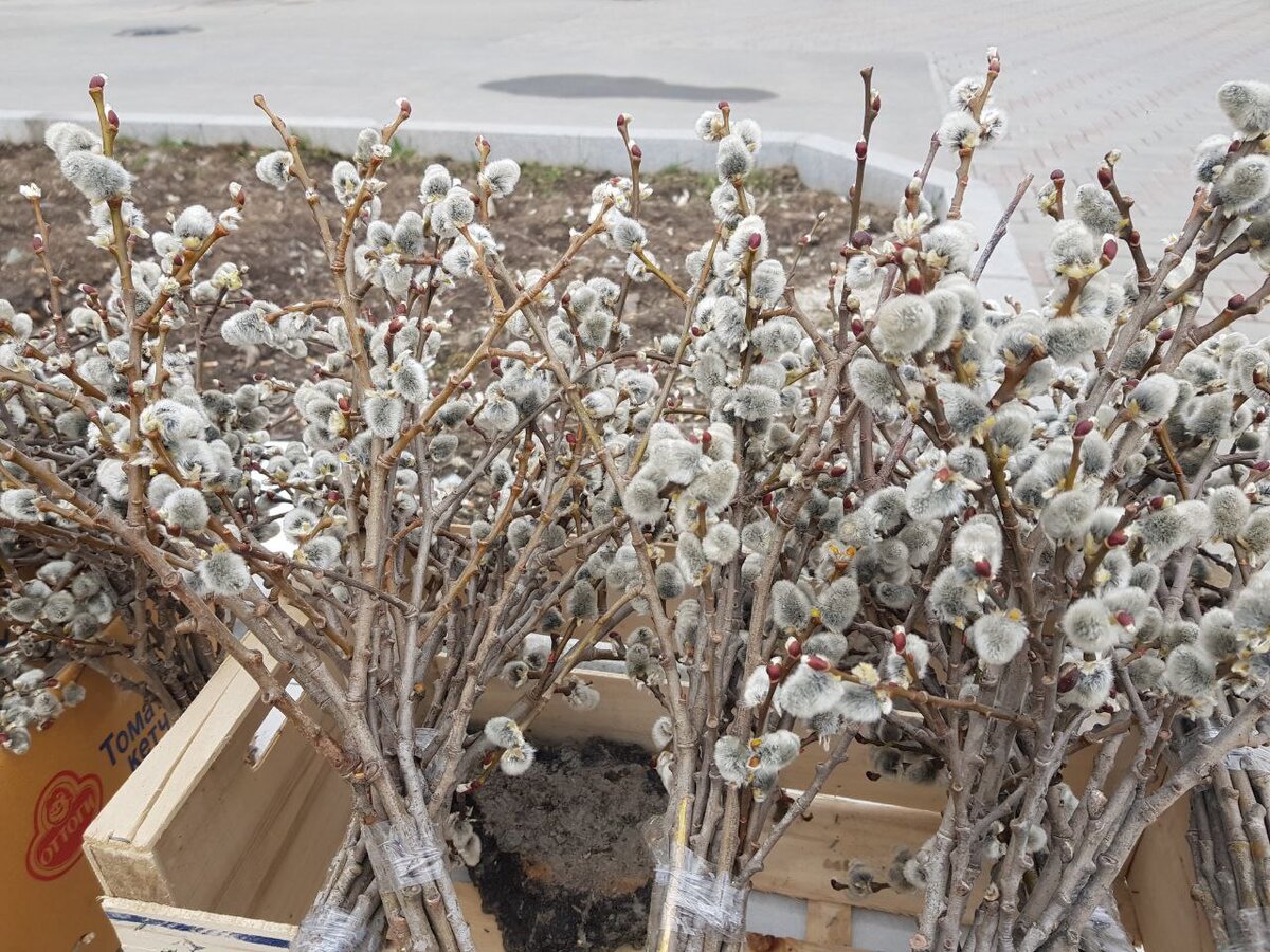 Какого числа вербный. Какого числа вербный. Какого числа вербный. Какого числа вербный. Какого числа вербный.