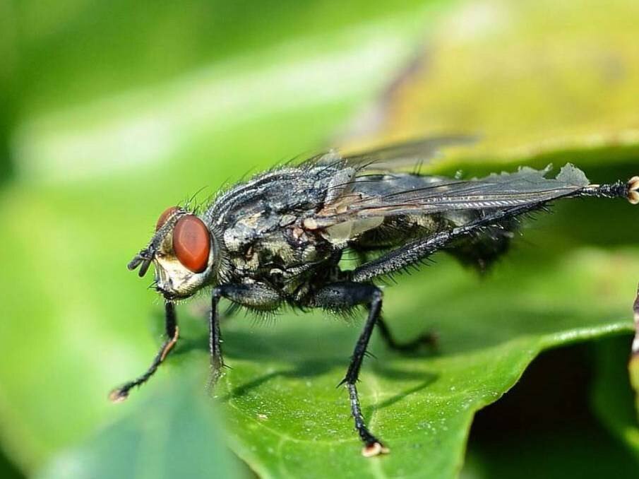 Методы борьбы с капустной мухой: от народных средств до химических препаратов
