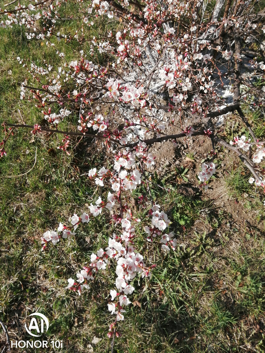 Фото автора, тот самый куст