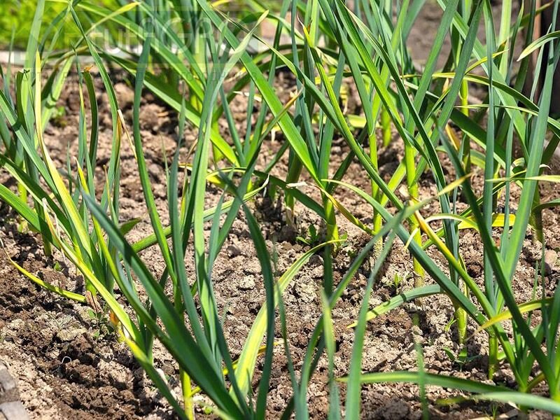 Подписка на наш канал Яндекс.Дзен - гарантия урожая!