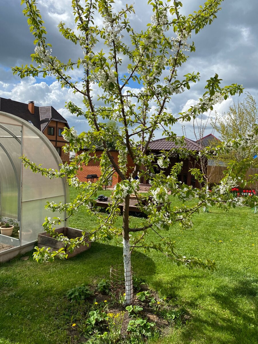 Почки, распускающиеся в мае: причины и процесс