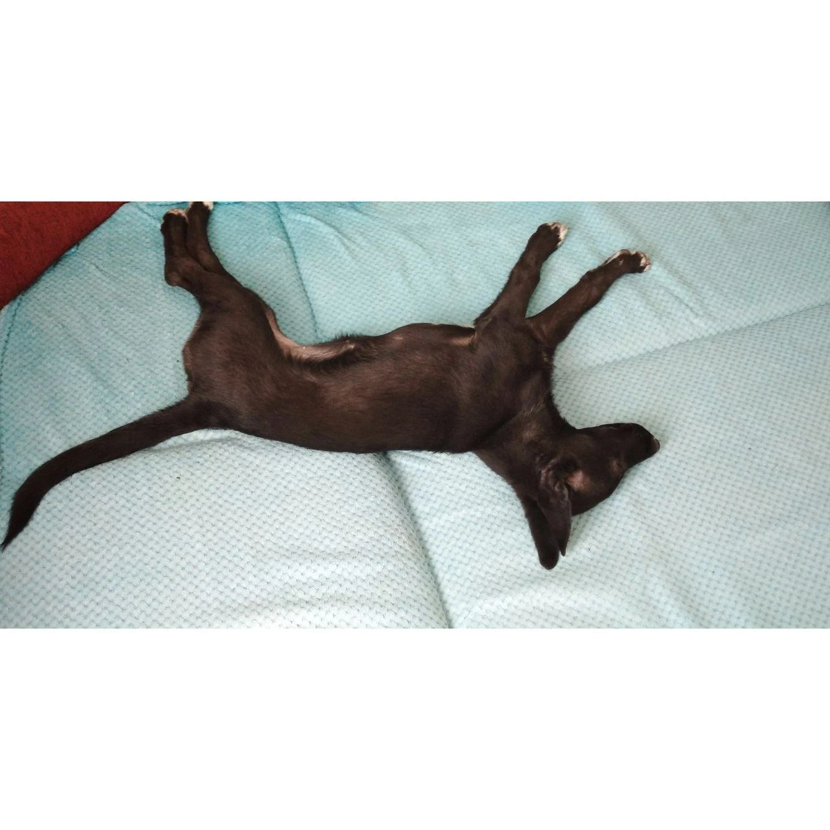 Вот так обычно я жду хозяев)))