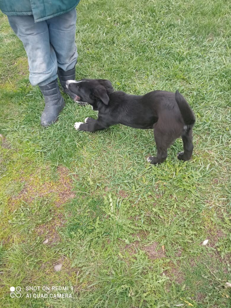 Чернушка совсем еще ребенок, одни игры на уме:)