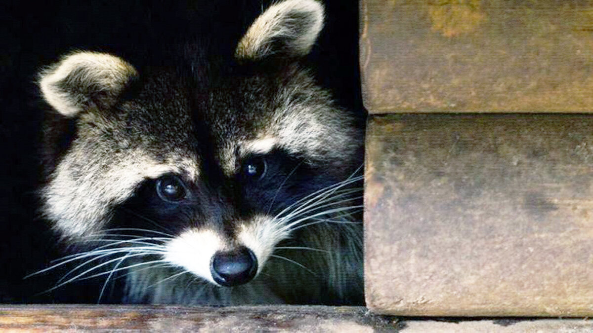 источник фото: kirov-news.net