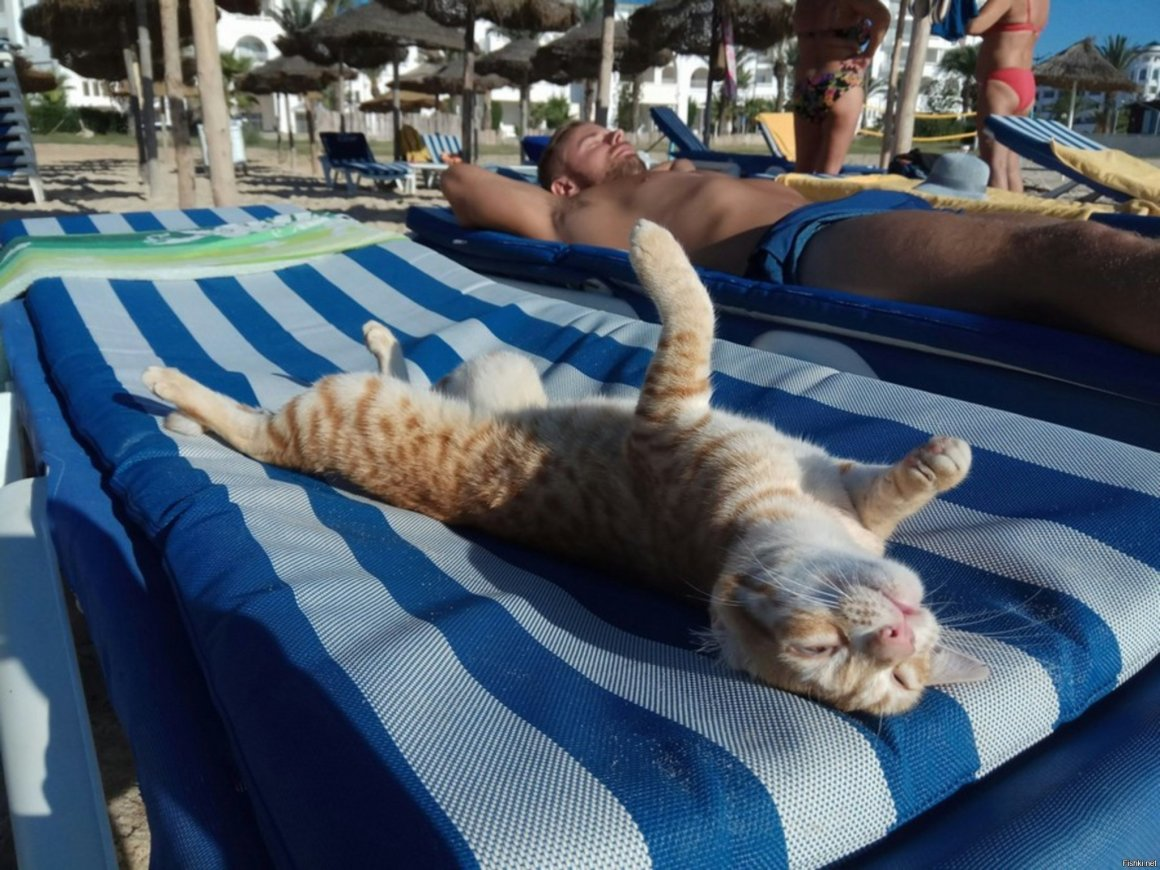 Понравилось отдыхать. Кот на море. Отдыхающие кошки. Кот отдыхает на море. Кошка в отпуске.