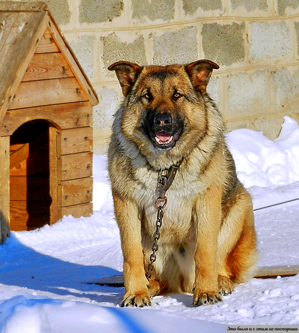 Немецкая овчарка живет на улице. Сторожевые породы собак немецкая овчарка. Собака охраняет дом. Собаки охранники. Собака сторожит дом.