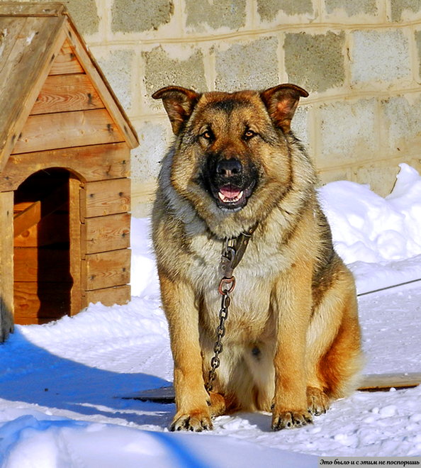 Dog village. Сторожевые породы собак немецкая овчарка. Собака охраняет дом. Собаки охранники. Собака сторожит дом.