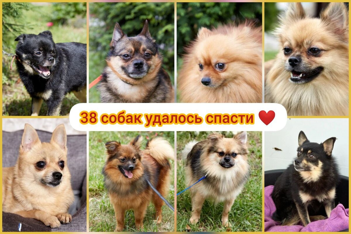 Спасенные