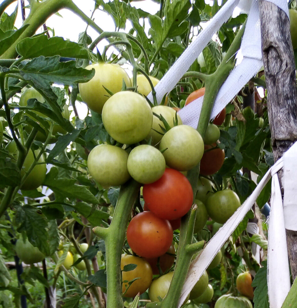 Томаты в августе: как ухаживать, поливать и чем подкормить помидоры