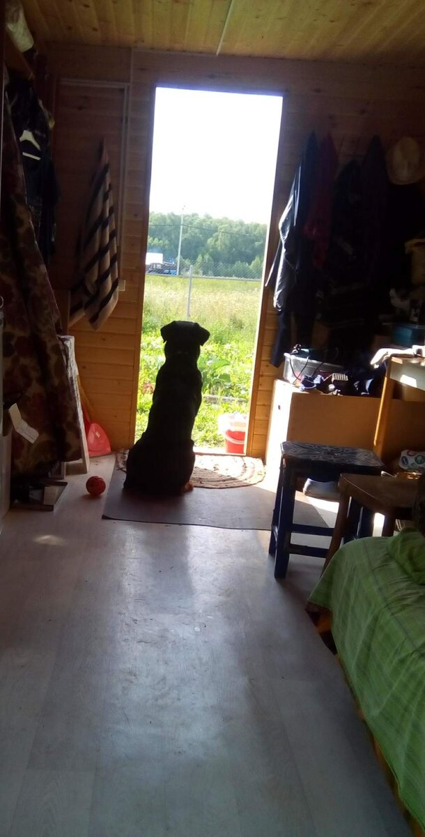 Это Торрентий на улицу выглядывает...