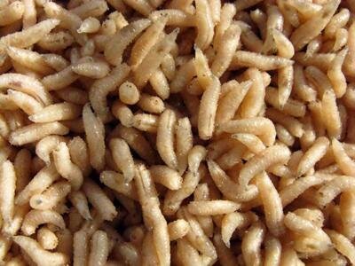 Когда зеленая муха садится на открытую рану, она, как и все мухи, откладывает личинки. Но личинки этой мухи - особенные, - и содержат лечебный элемент, известный как аллантоин.