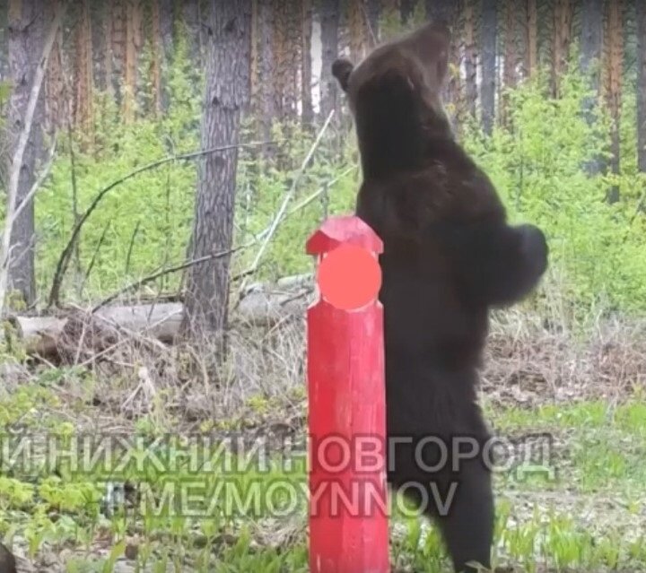    Движения хищника напоминают pole dance Pravda-nn.ru