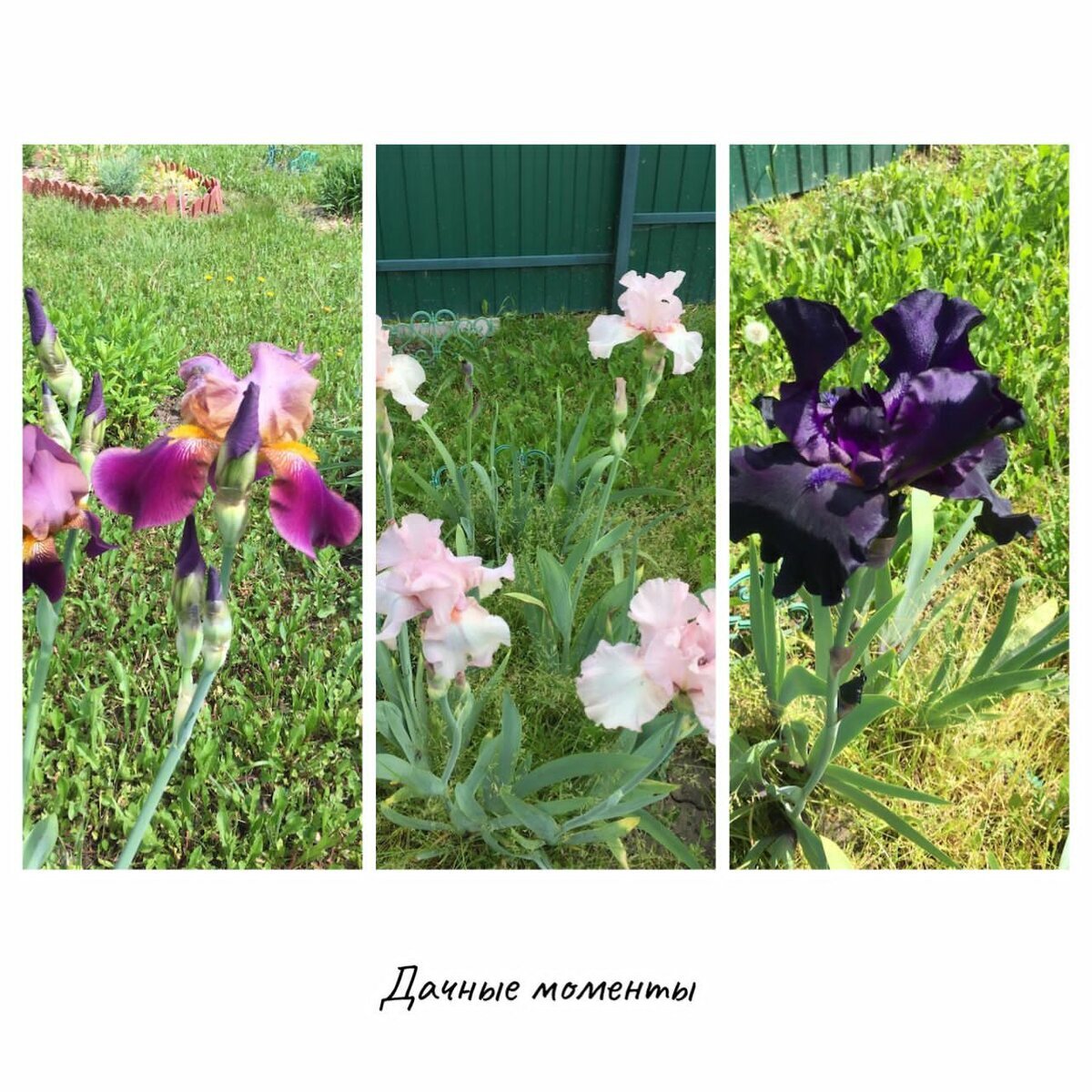 Жаль, что они быстро отцветают.