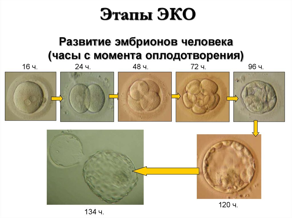 Первый день развития эмбриона