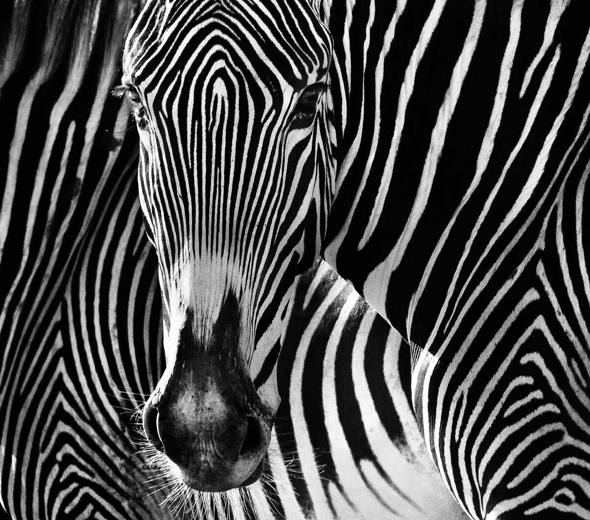  David Yarrow Photography /    / * 1966  (      )