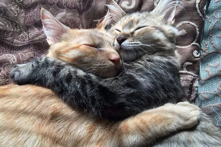 10 фотографий кошек, которые очень влюблены друг в друга