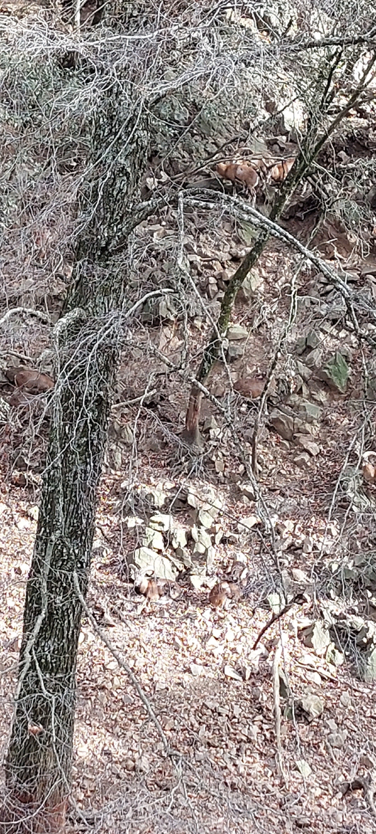 Сначала посмотрели на муфлонов. Разглядеть их на фото непросто, но возможно)