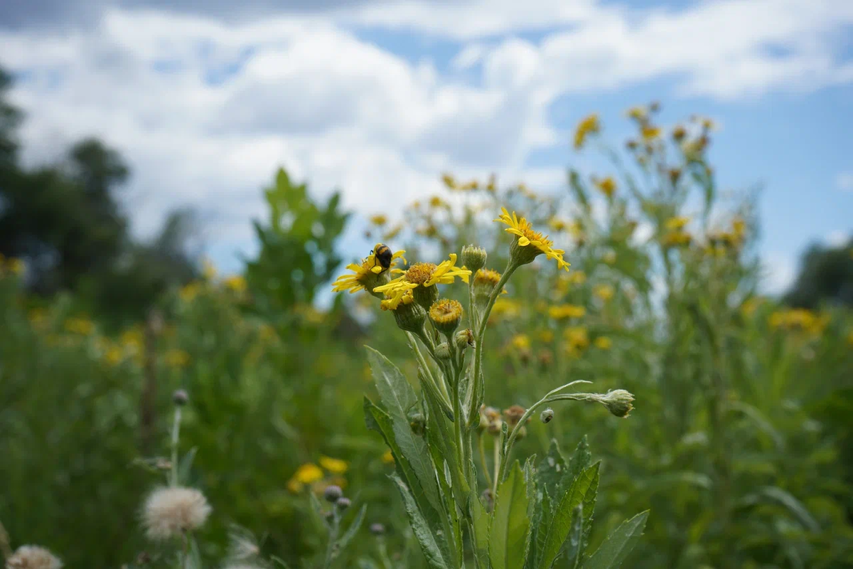 Авторское фото волгоградского ученого и фотографа Елены Попковой: https://www.saatchiart.com/account/artworks/1599809
